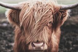 Desaturated highland cow