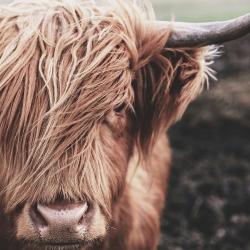 Desaturated highland cow