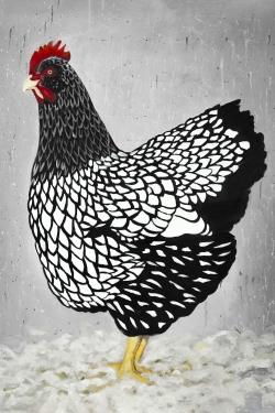 Black and white wyandotte hen