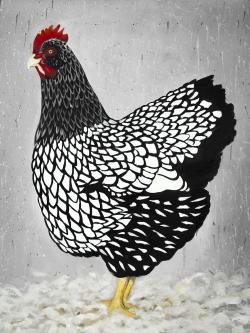 Black and white wyandotte hen