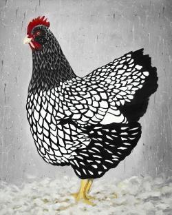 Black and white wyandotte hen