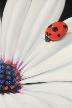 Marguerite blanche et coccinelle