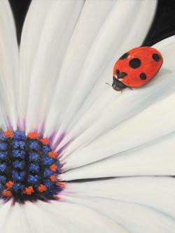 Marguerite blanche et coccinelle