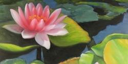 Nénuphars et fleurs de lotus