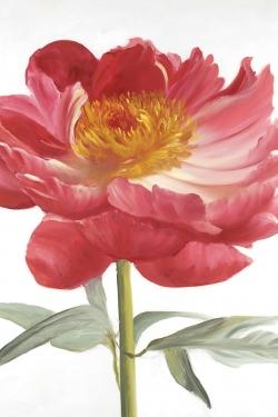 Pink peony