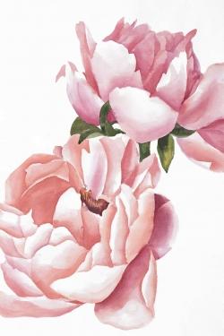 Two pink watercolor roses