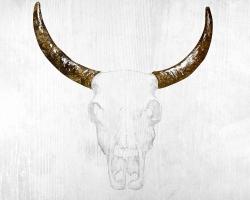 Bull skull with brown horns