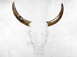 Bull skull with brown horns