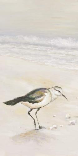 Semipalmated sandpiper on the beach