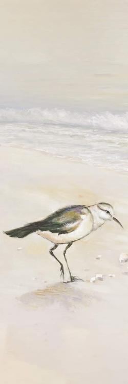 Semipalmated sandpiper on the beach