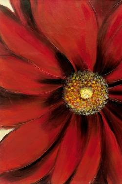 Marguerite rouge