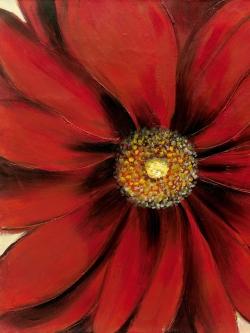 Marguerite rouge