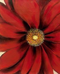 Marguerite rouge