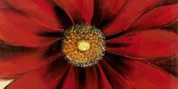 Marguerite rouge