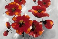 Anemone flowers