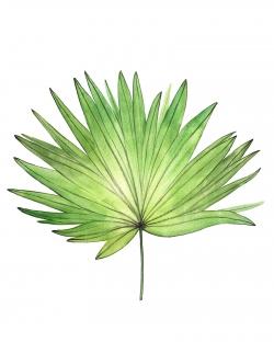 Petticoat palm