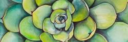 Watercolor succulent plant