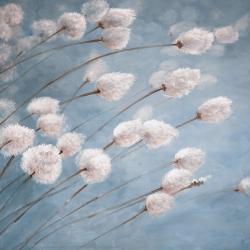 Delicate cotton flowers