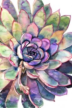 Succulent multicolore