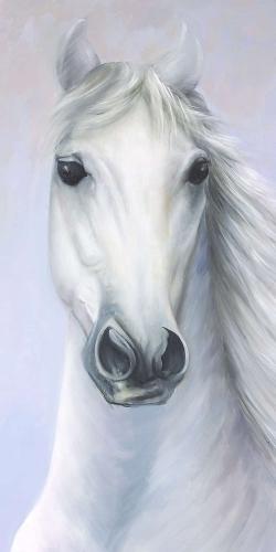 Powerful white horse