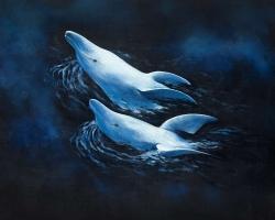 Two swimming dolphins