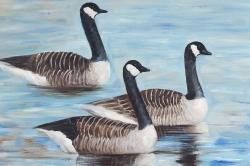 Canada geese in water