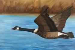 Canada goose