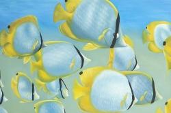 Butterfly fishes