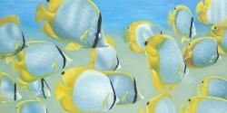 Butterfly fishes