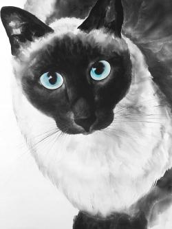 Chat siamois au yeux bleus