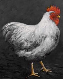 Grey rooster 2