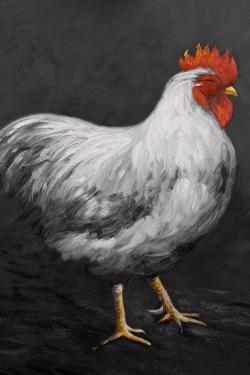 Grey rooster 2