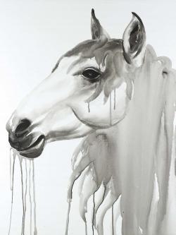 Beautiful white horse