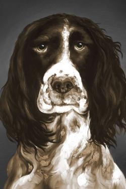 Brown english springer spaniel