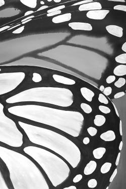 Butterfly wings closeup