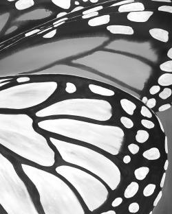 Butterfly wings closeup