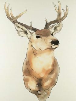 Portrait de cerf