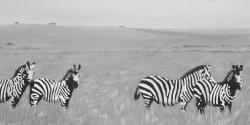 Zebras in the savannah