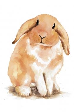 Lapin bélier