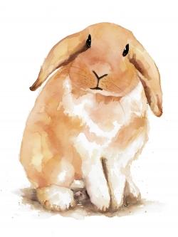 Lapin bélier