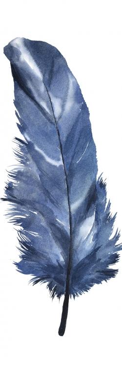 Plume bleue