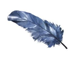 Plume bleue