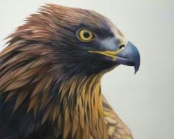 Aigle à tête brune