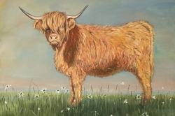 Daisy the highland cow