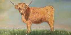 Daisy the highland cow