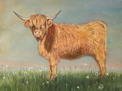 Daisy the highland cow