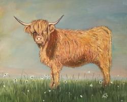 Daisy the highland cow