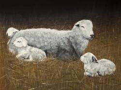 Sheep and lambs