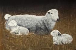 Sheep and lambs