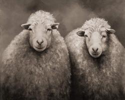 Sheep sepia